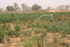 Garcon-Hassane-arrose